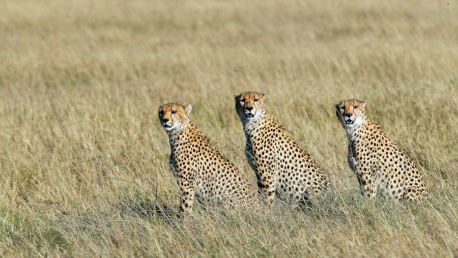 Cheetahs at Masai Mara National Reserve