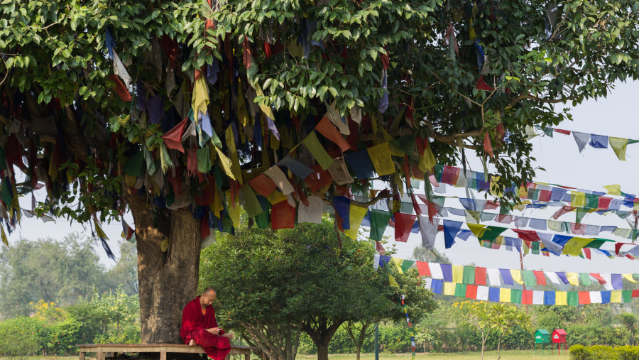 A monk meditating under the sacred tree, Lumbini