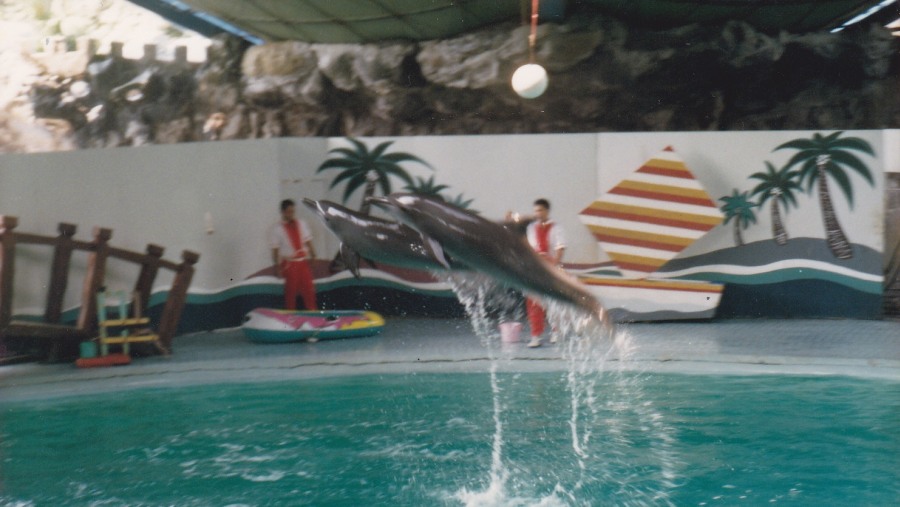 Dolphin Show at Ancol Dreamland, Indonesia