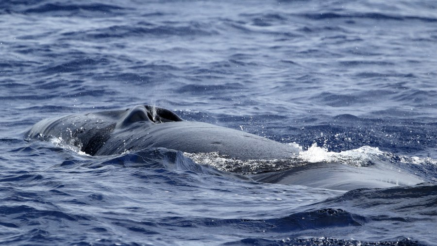 Sei whale (up close)