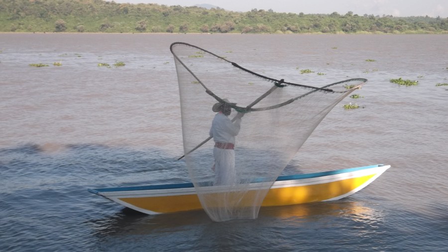 Butterfly nets