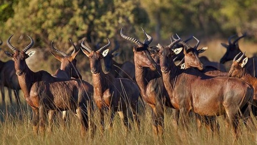 Mosi-oa-Tunya National Park