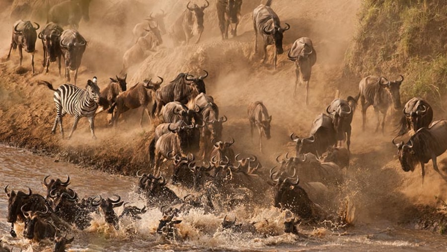 Wildebeest migration crossing the Mara river in northern Serengeti .