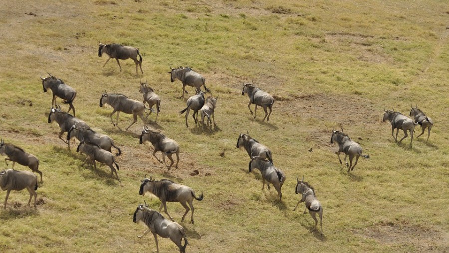 See the spectacular Wildebeest Migration