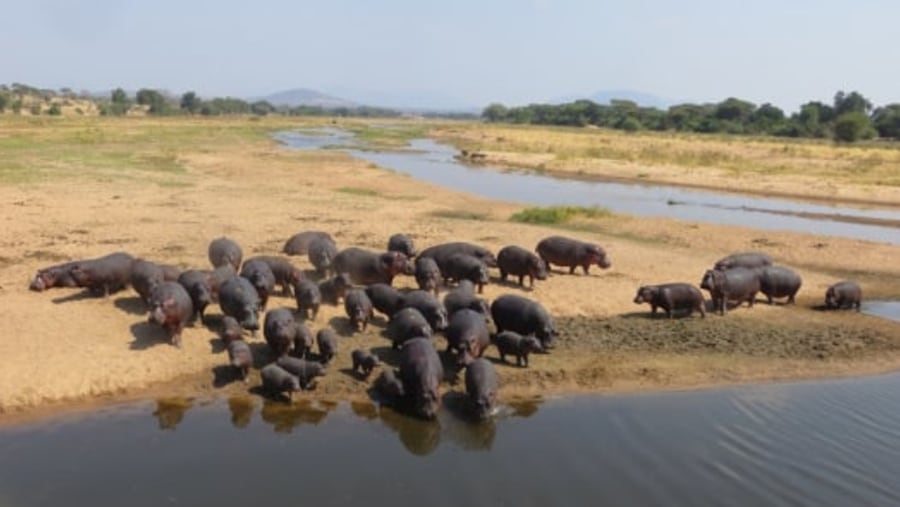 Mikumi National Park, Tanzania