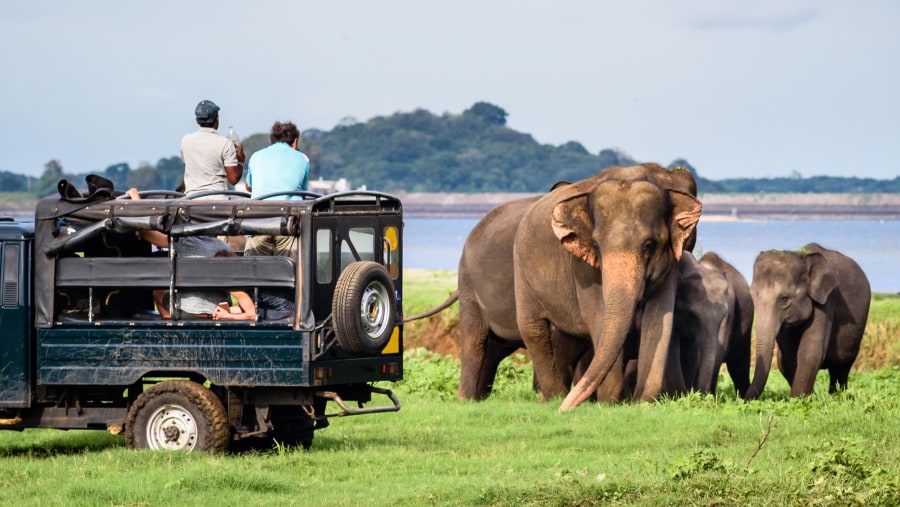 See elephants in Yala National Park