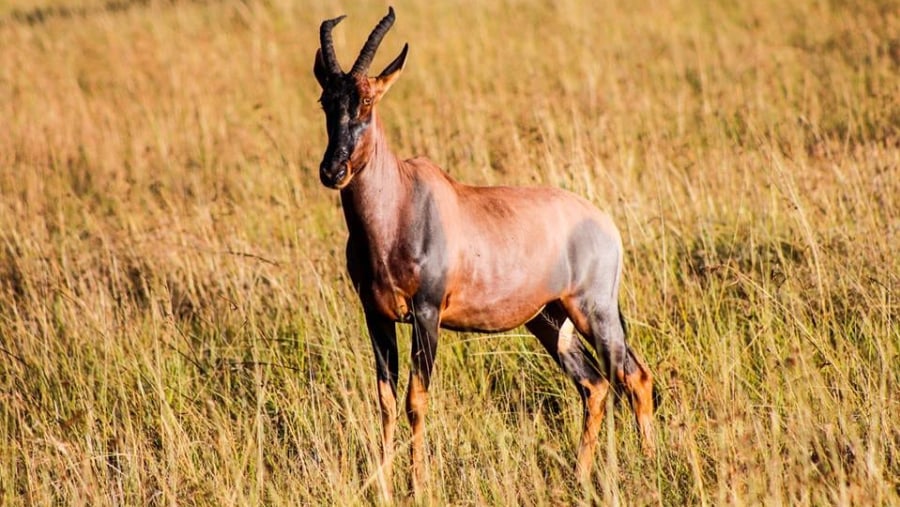 Gazelle at Samburu