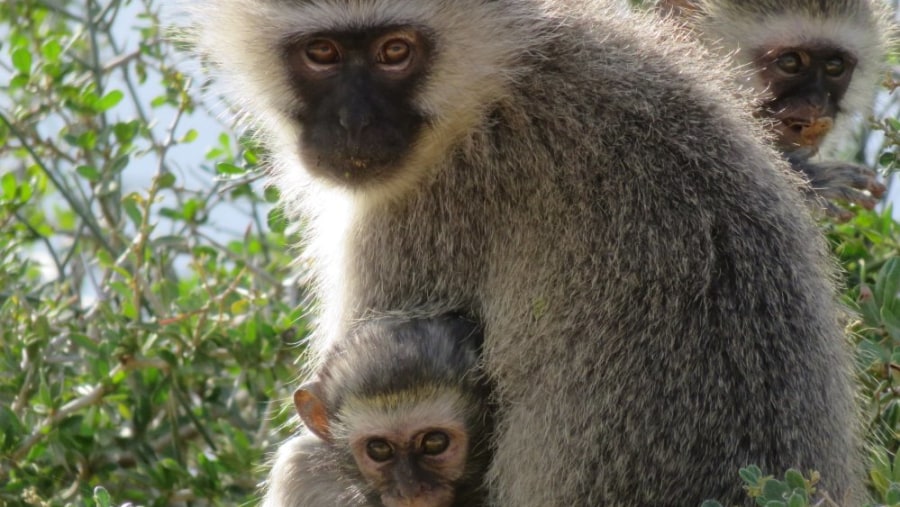 Vervet monkey with baby