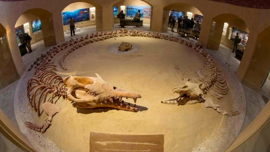 Whale Valley Museum- Fayoum Oasis