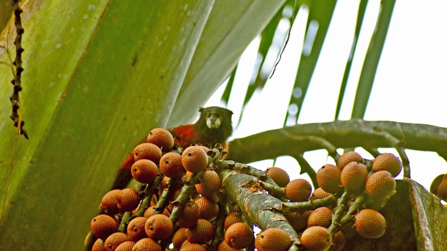 Jungle Beauty