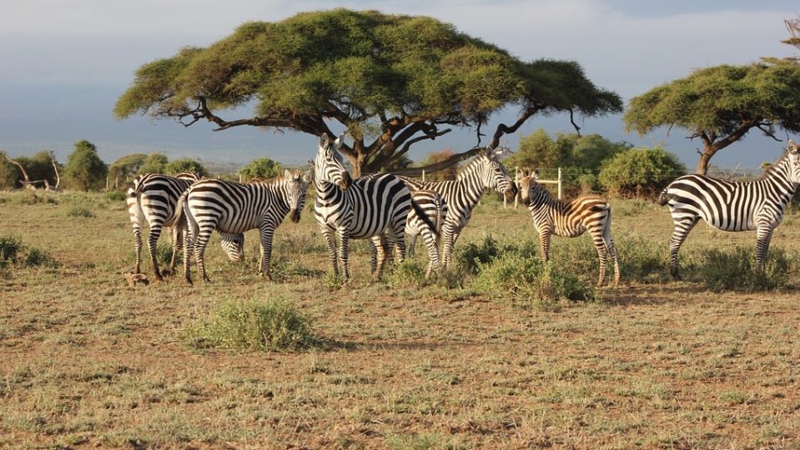 Zebras at Masai Mara National Reserve