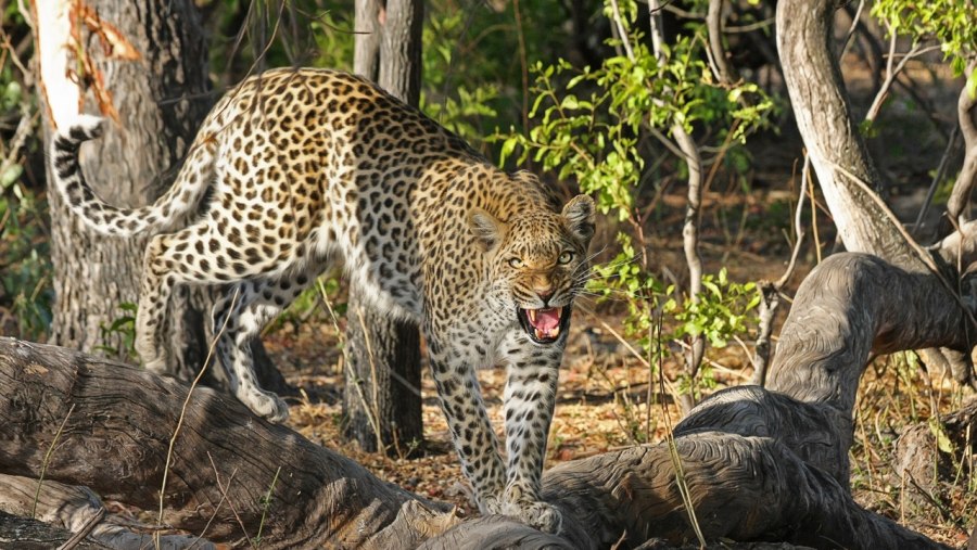 Spot roaring leopards in Masai Mara National Park, Kenya