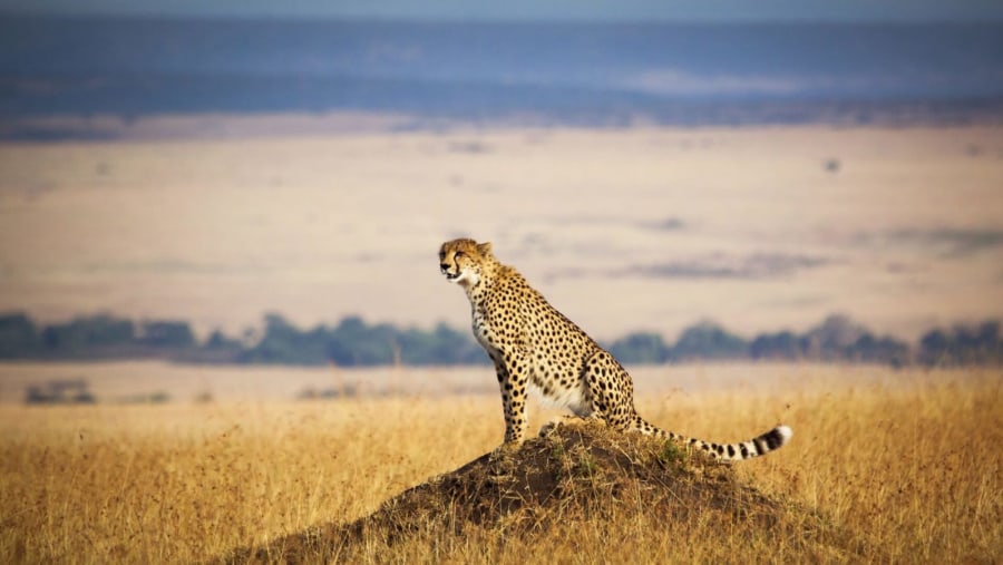 Cheetah at the Maasai Mara