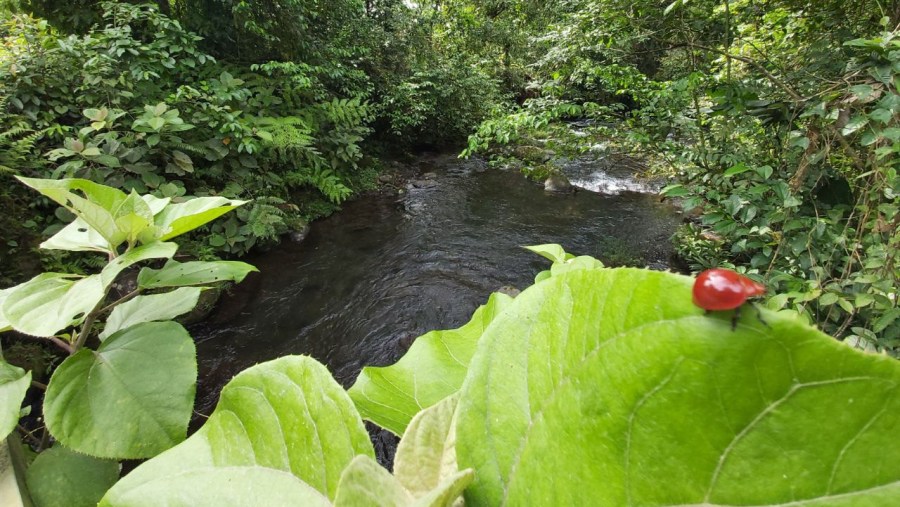 Costa Rica Rainforest