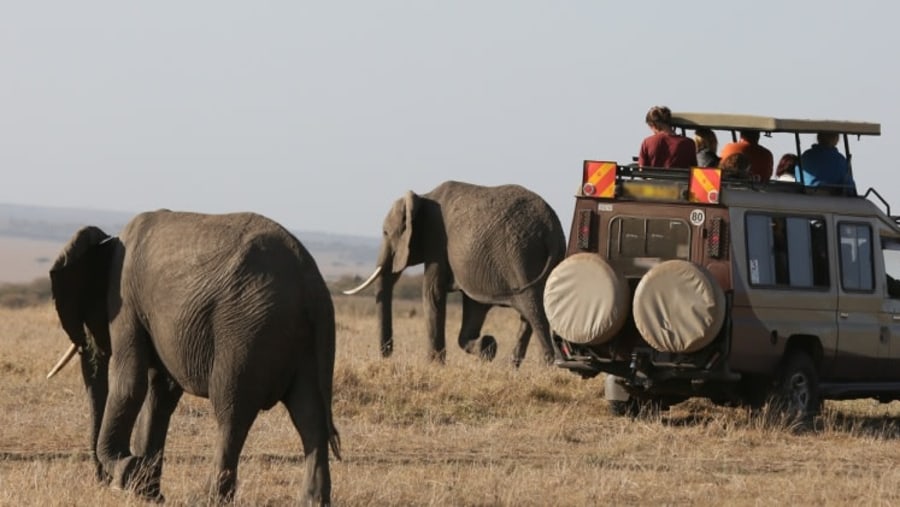Safari with the elephants at the Mara