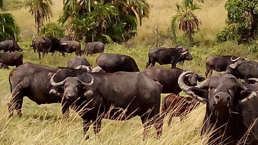 Buffaloes at Lake Nakuru National Park