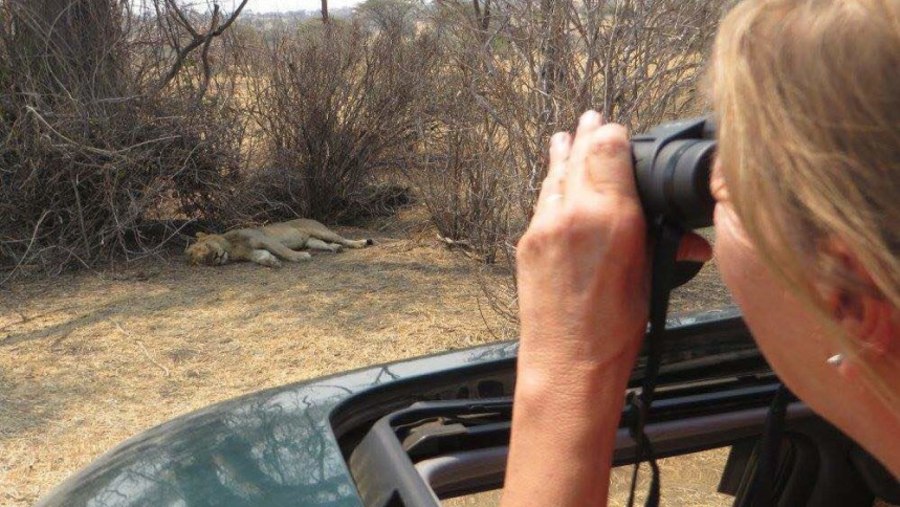 Spotting lions in Serengeti