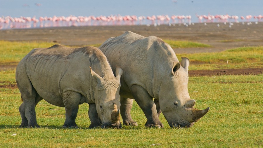 Rhinoceros at Lake Nakuru