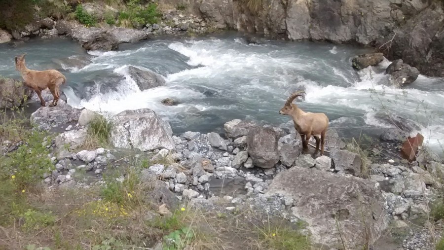 Ibex at the Pozza, Bormio