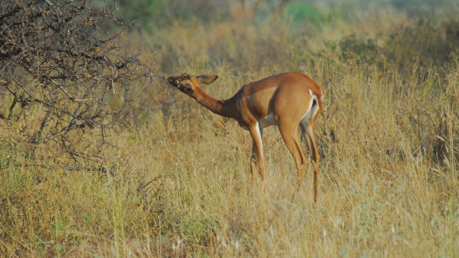 Gerenuk in Samburu