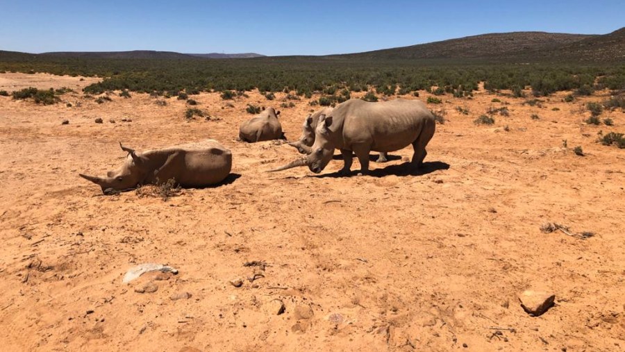 See Rhinos playing around