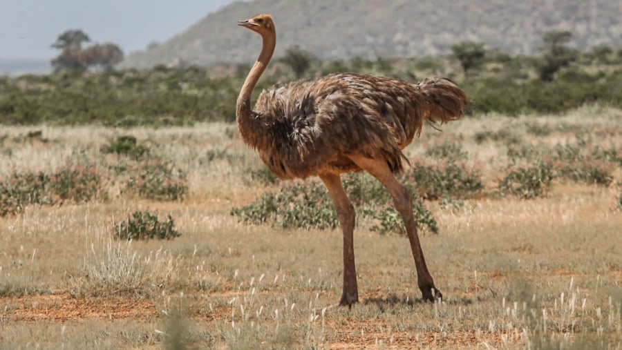 Somali Ostrich at Samburu National Reserve