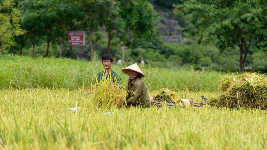 See the Tam Coc Rice Field