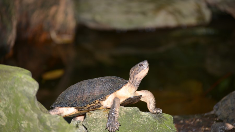 Spot Turtles at Cuc Phuong National Park