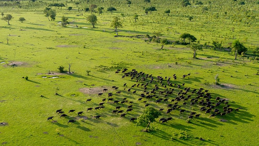 Wild buffaloes at Selous Game Reserve