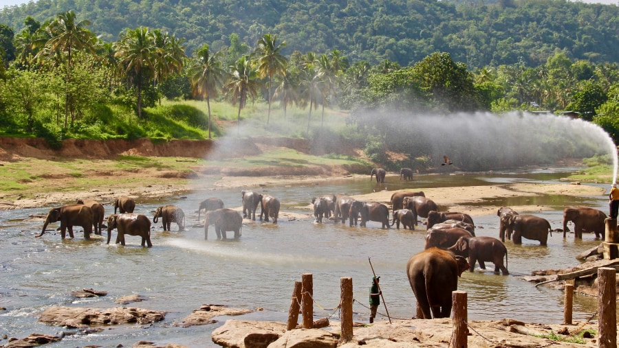 Pinnawala Elephant Orphanage