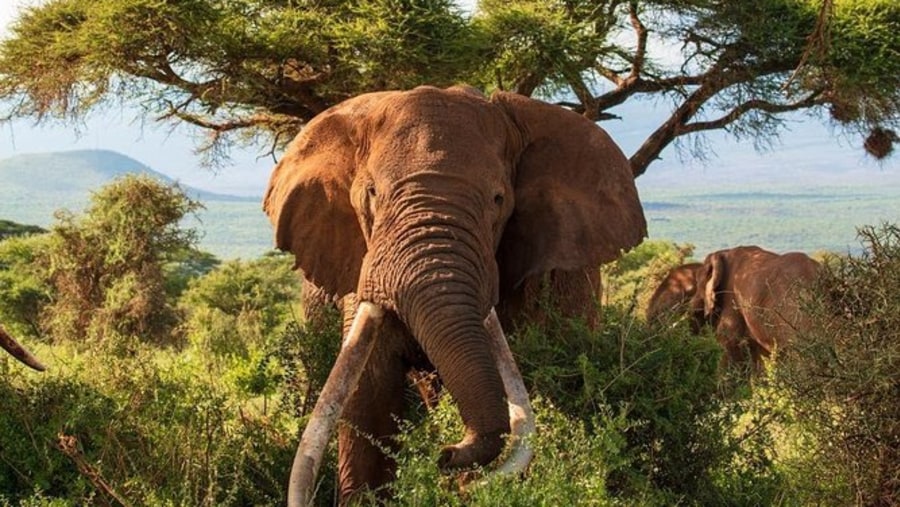 Wild Elephants, Amboseli National Park
