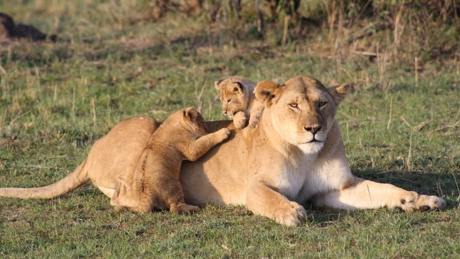 Lioness with her cubs at Masai Mara