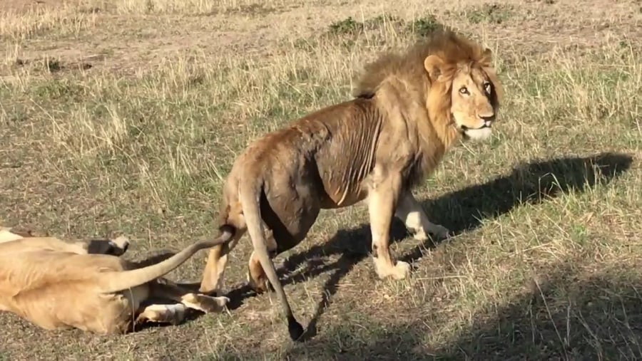 Lions at leisure at the Mara