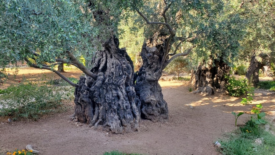 Olive Trees