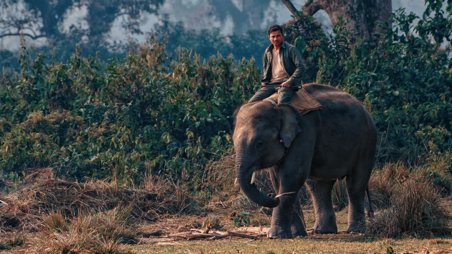 Elephant Safari in Chitwan