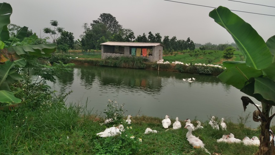 Explore Vietnamese Village Life on this 2.5Hour Private Hoa Village Tour