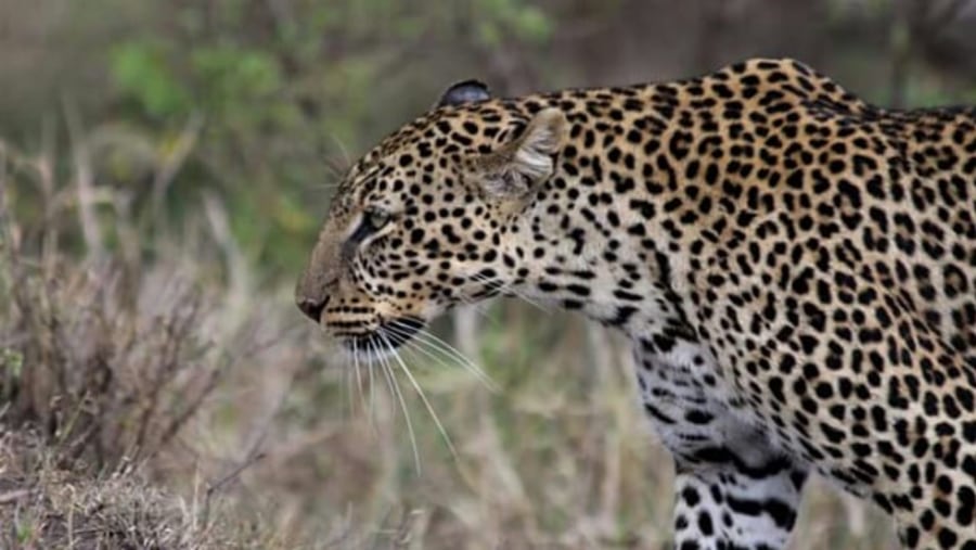 Leopard at Lake Nakuru National Park