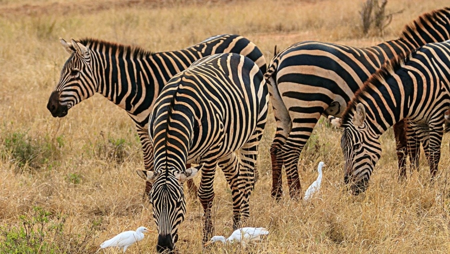 Zebras at Amboseli National Park