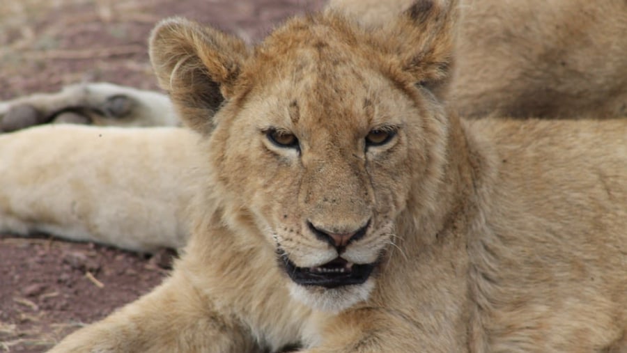 Lion Cub at Ngorongoro Crater