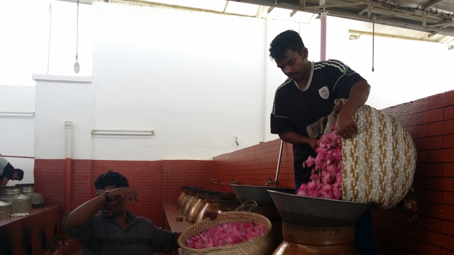 Rose Factory In Taif, Saudi Arabia