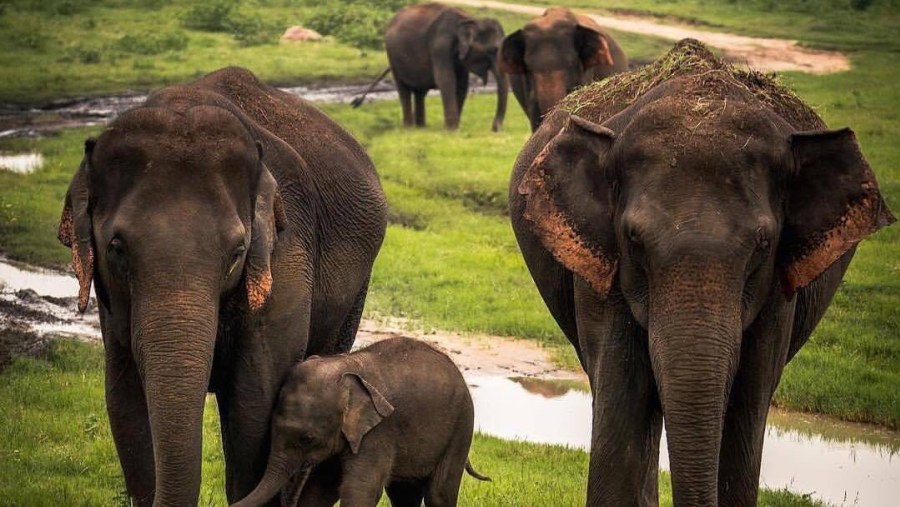 Elephants At Minneriya National Park