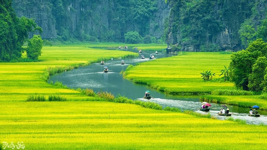 The lush paddy fields of Tam Coc