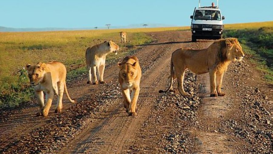 Encounter lions up close in Amboseli National Park