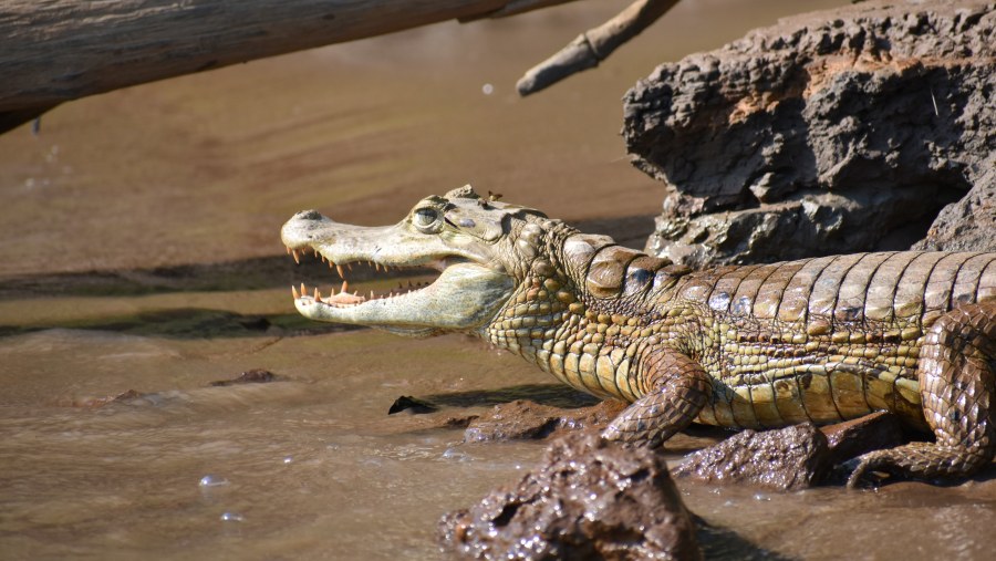 Spot a Caiman on the River Banks
