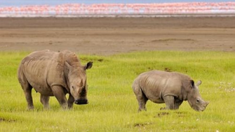 Rhinoceroses at Lake Nakuru