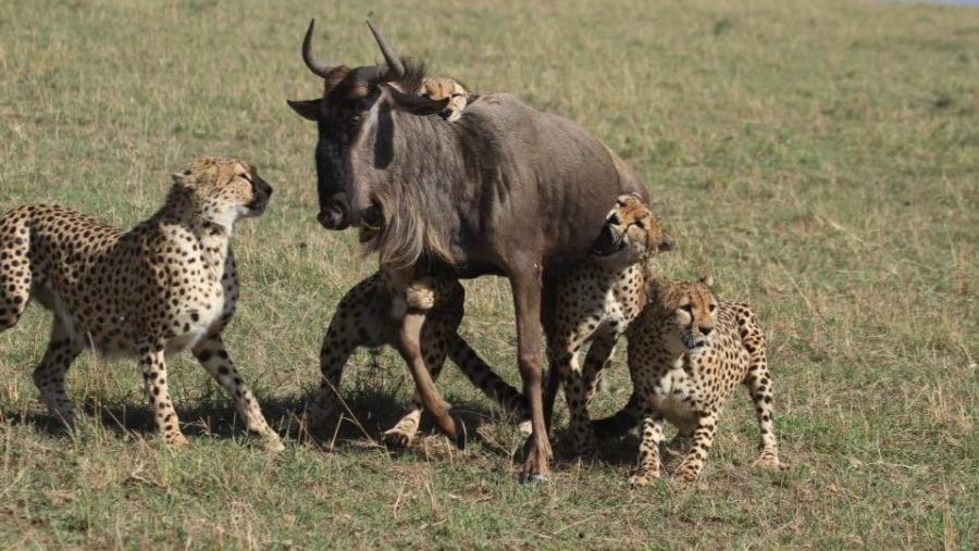 Cheetahs and its prey at Masai Mara National Park