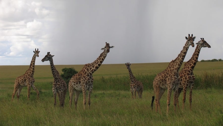 Giraffes at the Maasai Mara Game Reserve