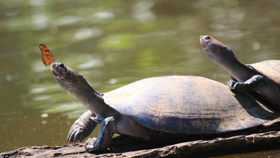 Water turtles sunbathing on log - Lake Sandoval tour