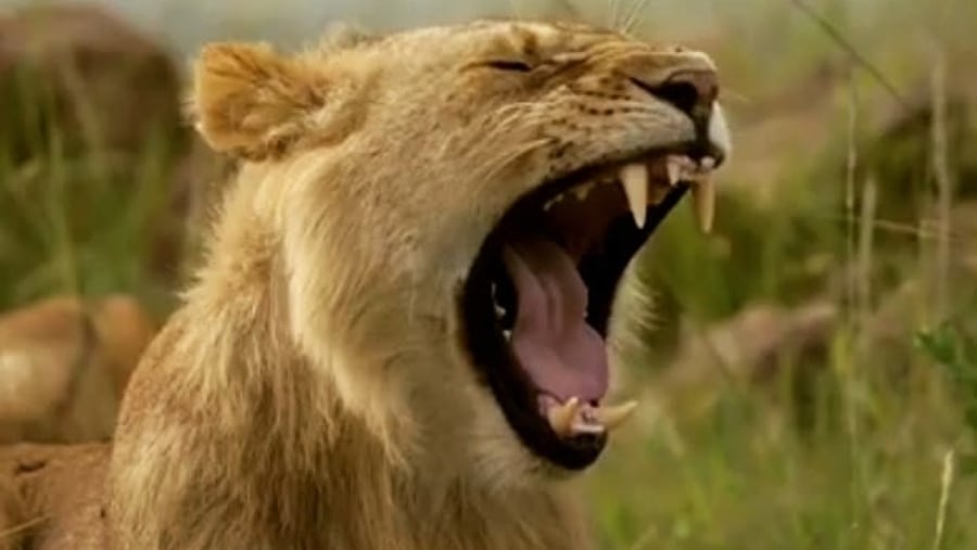 Lioness yawning in the plains