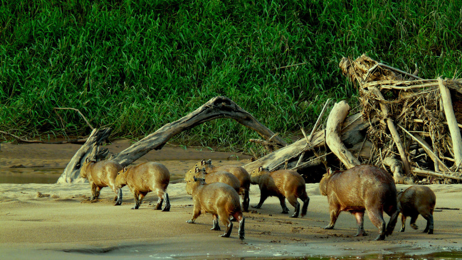 Capybaras at the Tambopata River